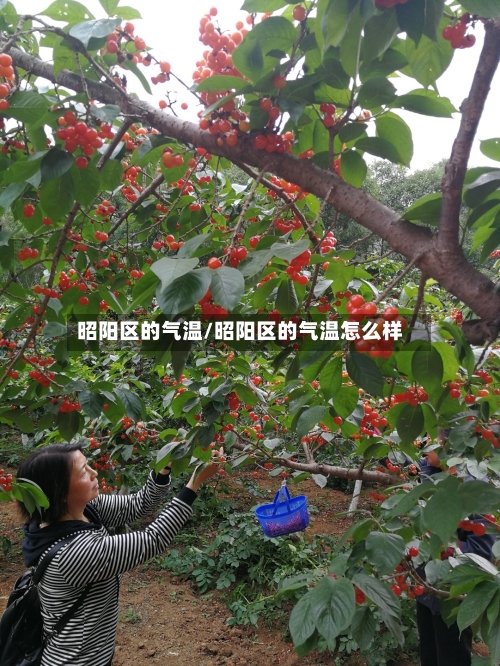 昭阳区的气温/昭阳区的气温怎么样-第2张图片
