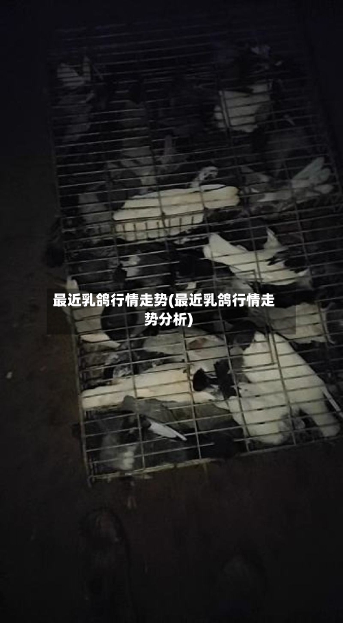 最近乳鸽行情走势(最近乳鸽行情走势分析)-第3张图片