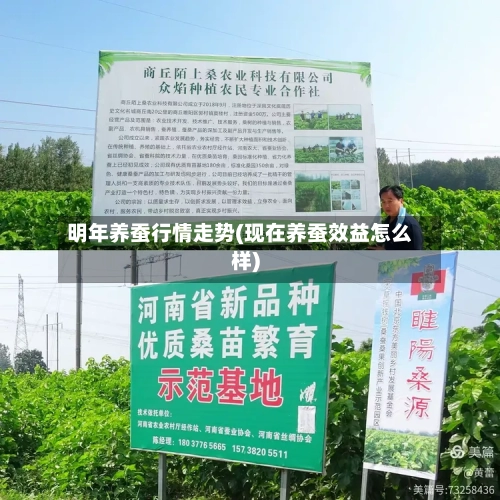 明年养蚕行情走势(现在养蚕效益怎么样)
