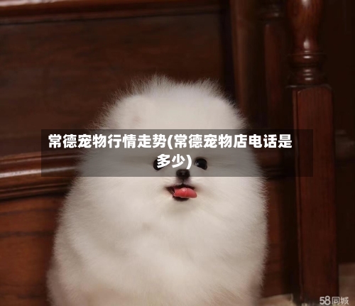 常德宠物行情走势(常德宠物店电话是多少)